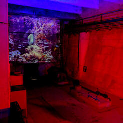 red aquarium cave theatre