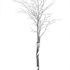 Tree with Flags