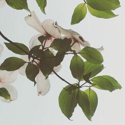 dogwood