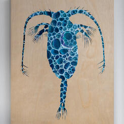 Copepod (Calanus finmarchicus)