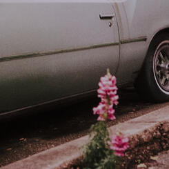 Flowers in Concrete in Reservoir Hill