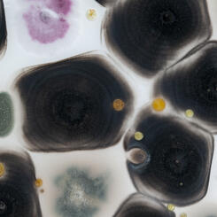Close up mold spores on paper 