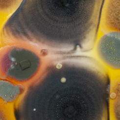 Close up mold spores on paper 