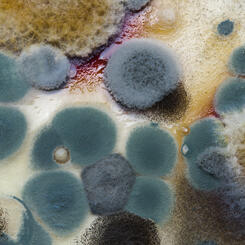 Close-up mold spores on paper 