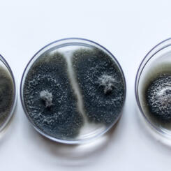Mold spores in Petri dishes 
