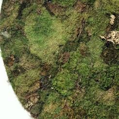 Nature Nurture (blanket) (detail)