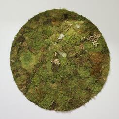 Nature Nurture (blanket)