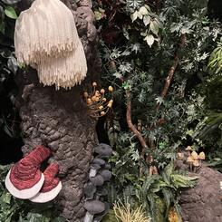 Forest Royalty, 2022