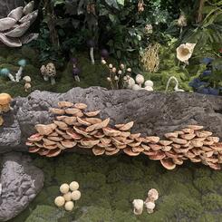 Forest Royalty, 2022