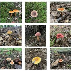 Composters and Connectors, 2022