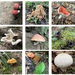 Composters and Connectors, 2022