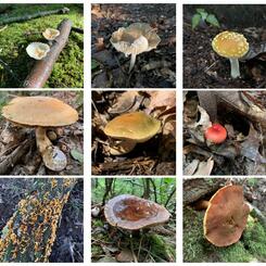 Composters and Connectors, 2022