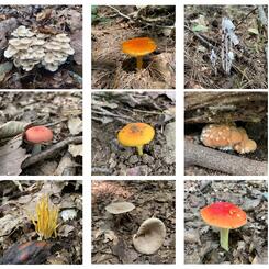 Composters and Connectors, 2022