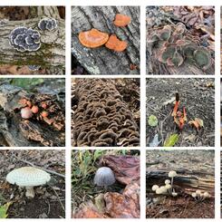 Composters and Connectors, 2022