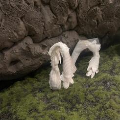 Forest Royalty, 2022