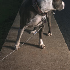 Druid Hill Reservoir Wall
