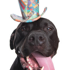 the Content in Paper Hats