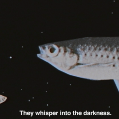 The Night Fish