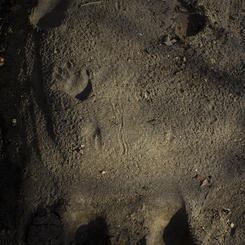 impression with hand print