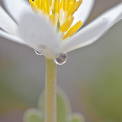 Tiny Insect on Bloodroot 