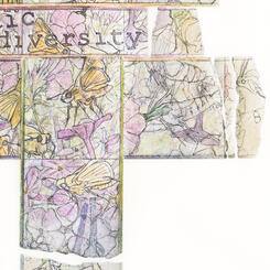 Detail 1 - Phlox at Summer's Peak