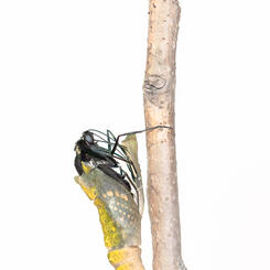 Black Swallowtail Eclosure