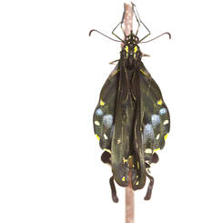 Black Swallowtail Expanding Wings