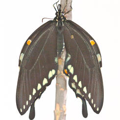 Spicebush Stretching Wet Wings