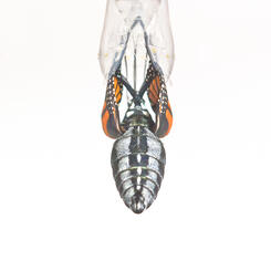  Monarch Butterfly Falling From Chrysalis, Back View
