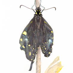 Black Swallowtail Expanding Wings Asymmetrically