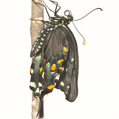 Spicebush Expanding Wings