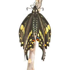 Black Swallowtail Stretching Wet Wings