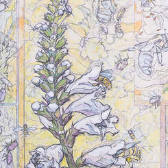 Detail 2 - Physostegia Beginning Blooms