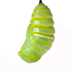 Monarch Chrysalis Twisting