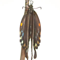 Spicebush Drying Wings