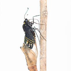 Black Swallowtail Eclosure, Brown Chrysalis