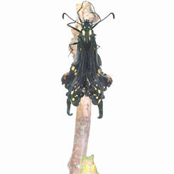 Black Swallowtail Starting to Expand Wings