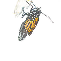  Monarch Butterfly Holding onto Chrysalis