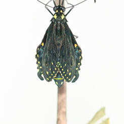 Black Swallowtail with Crinkled Wings