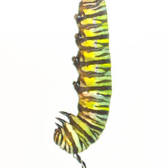 Monarch Caterpillar Just Prior to Changing into a Chrysalis