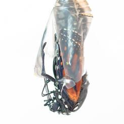 Monarch Butterfly Emerging