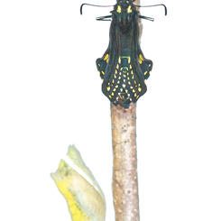 New Black Swallowtail with Chrysalis