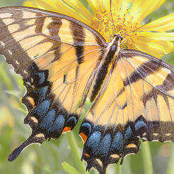 Tiger Swallowtail Butterfly on Cup Plant