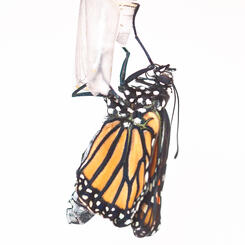 Monarch Butterfly Just After Emergence 