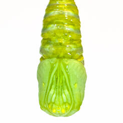 Monarch Chrysalis Just After the Cat Shed Its Skin