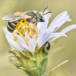 Bee and Beetle on New York Aster Bud