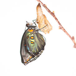 Red-spotted Purple Expanding Wings