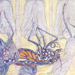 Detail 5: Closeup of the Emerged Monarch Butterfly