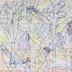 Detail 1 - Physostegia Beetle Visitors