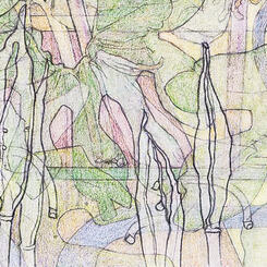 Detail 3 - Bloodroot Seedpods Under Leaves